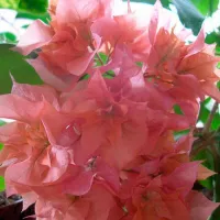 Бугенвиллия Mahara Roseville (Orange)