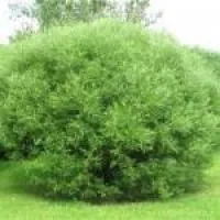 Саженцы ивы каспийской (S. caspica), в контейнере