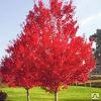 Саженцы Дуба красный (QUERCUS RUBRA), выс 100-120 см
